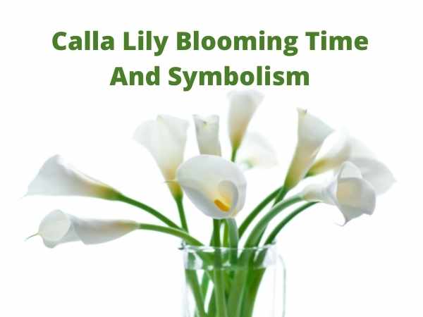 Calla Lily Blooming Time And Symbolism