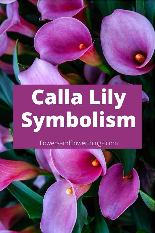 Calla Lily symbolism and Blooming Time