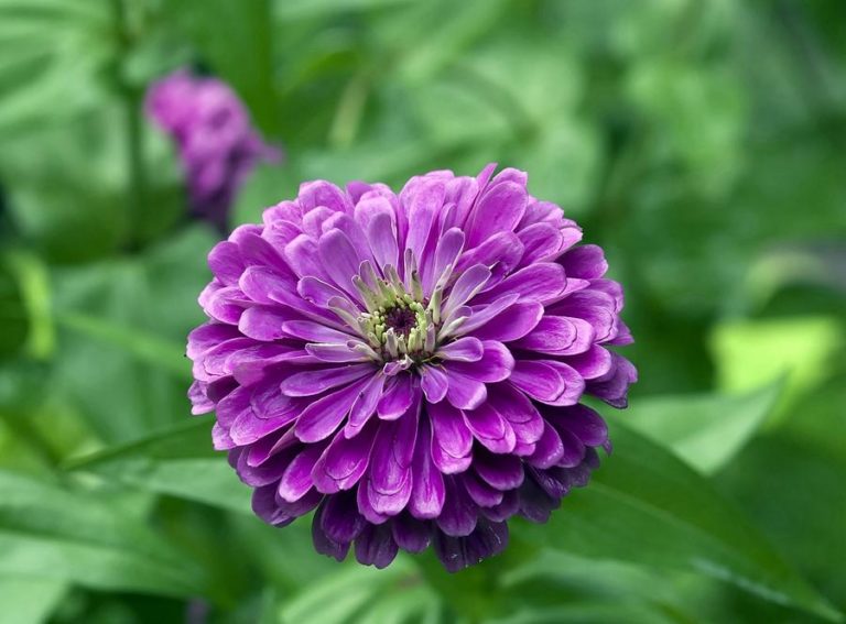 20 Dark Purple Flowers