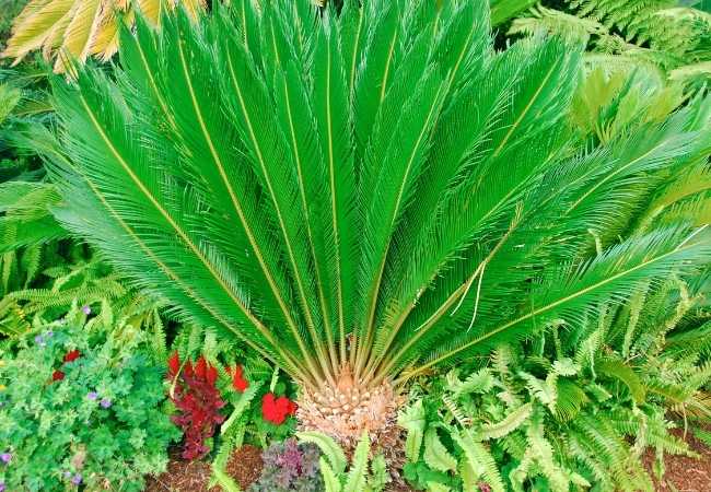 How to grow and care for palm trees