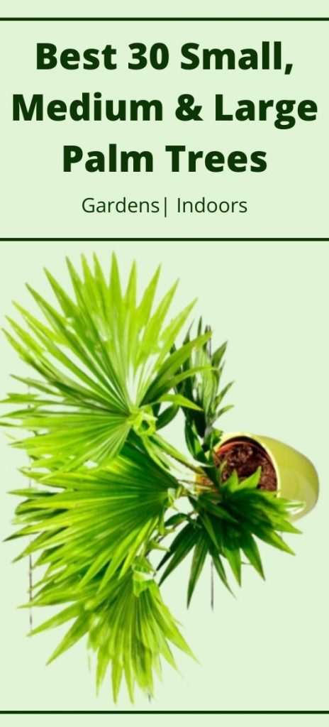 best palm medium large palm trees for gardens and indoor