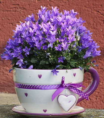 Best Flowers For Pots