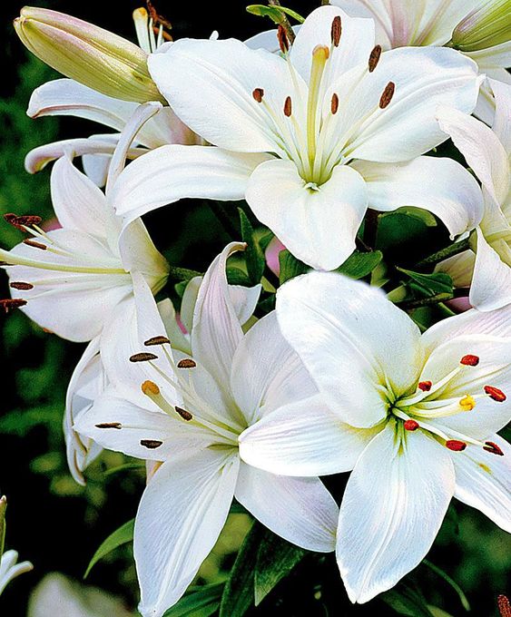 What to do When Lilies have Finished Flowering