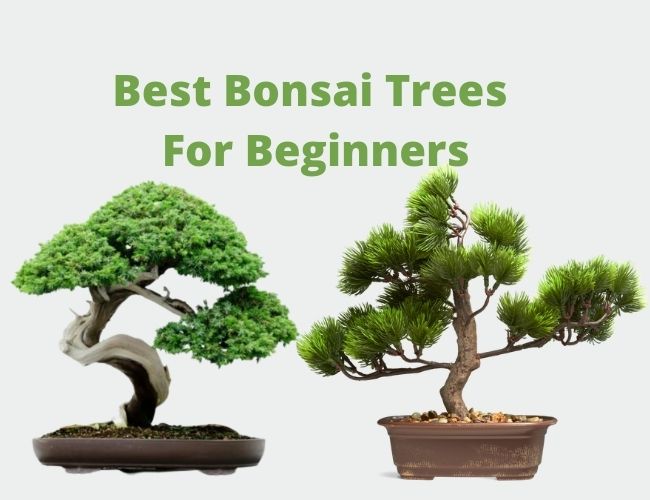 Best Bonsai Trees For Beginners