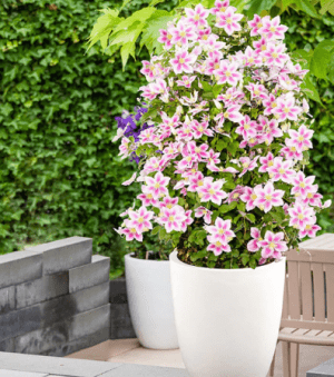 How to Grow Clematis in Containers