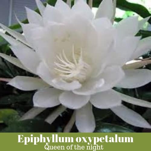 Epiphyllum oxypetalum ‘Queen of the Night’