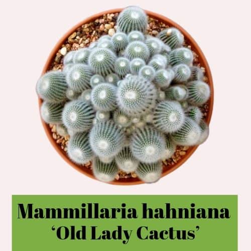 hairy cactus species
