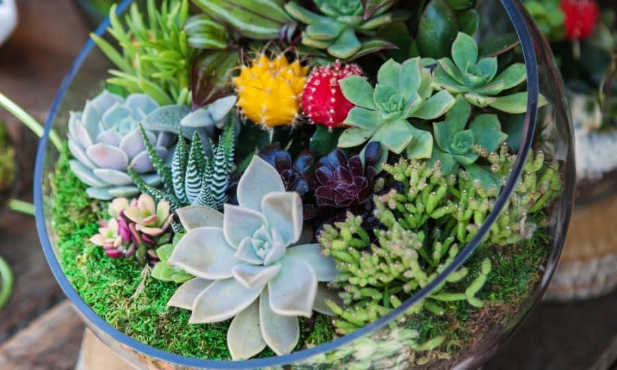 DIY Succulent terrarium