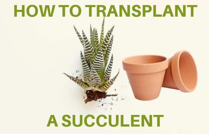 how to transplant a succulent