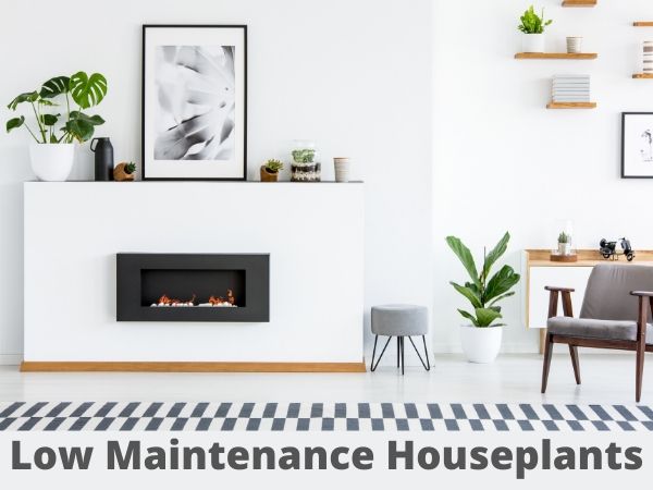 30 Low Maintenance Houseplants