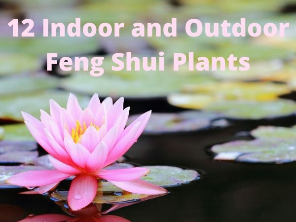 indoor and outdoor good Feng Shui plants