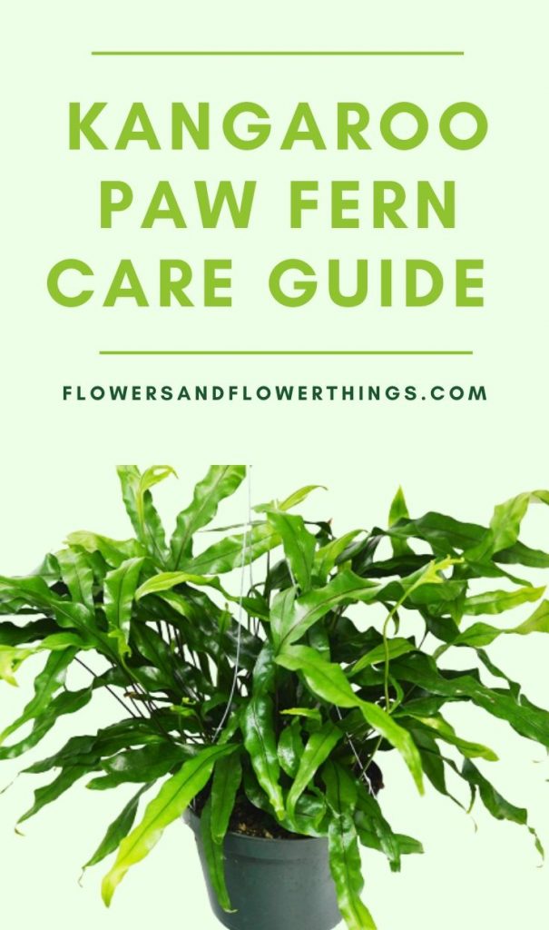 Kangaroo Paw Fern Care Guide