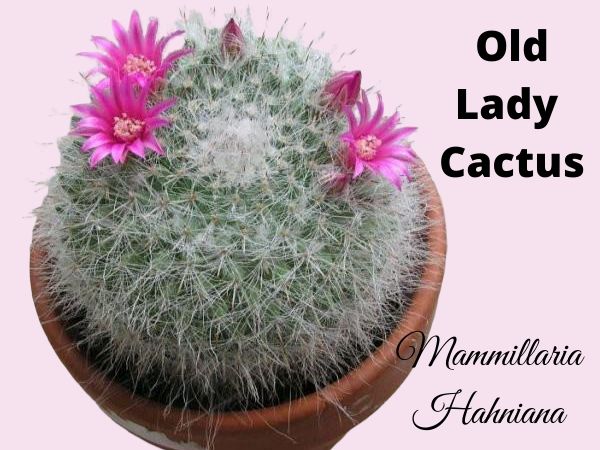 Old Lady Cactus Mammillaria Hahniana Care