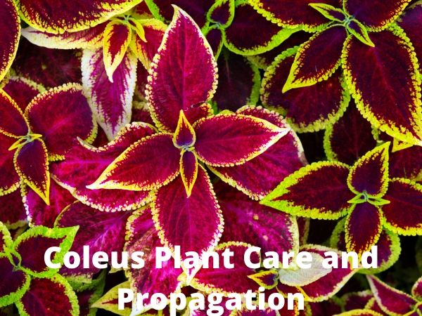 Coleus Plant Care And Propagation