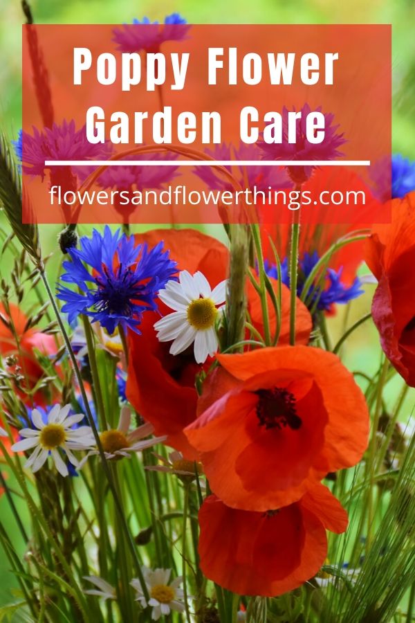 Poppy Flower Garden Care guide