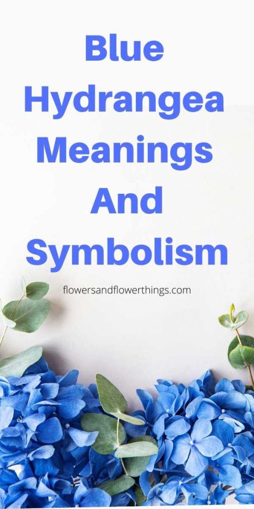 Blue Hydrangea Meanings And Symbolism