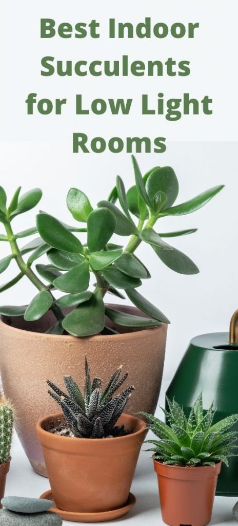 best Indoor Succulents for Low Light Rooms