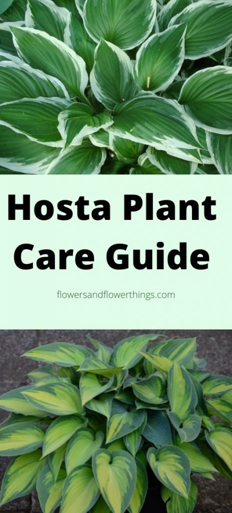 Hosta Plant Care and Propagation Guide