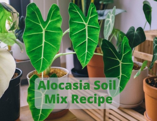 Alocasia Soil Mix Recipe: Jewel, Red Velvet, Elephant Ear