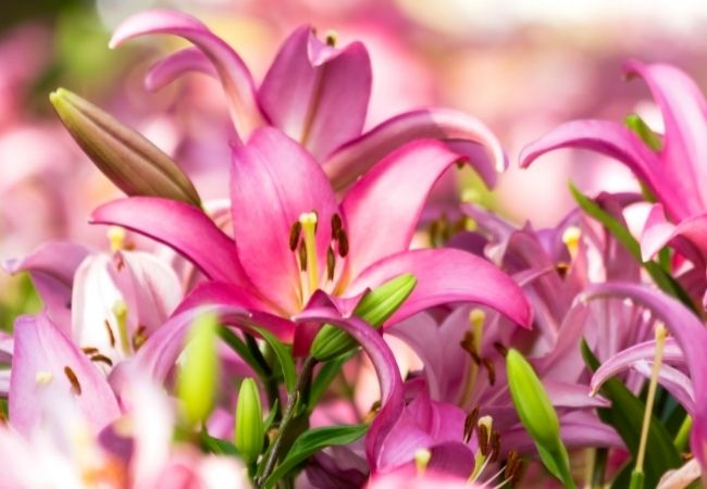 Best Types of Lilies for Sunny, Shade, and Water Gardens