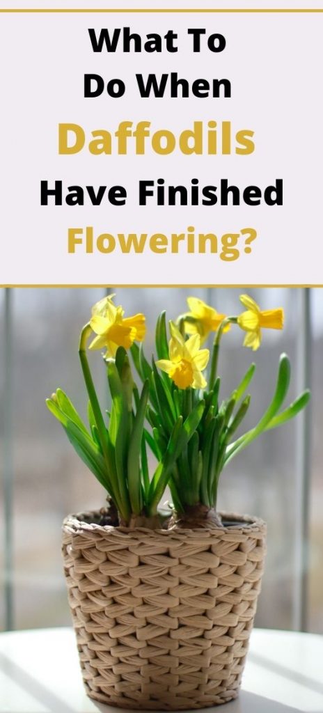 What To Do When Daffodils Have Finished Flowering and blooming