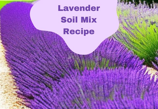 Lavender Soil Mix Recipe