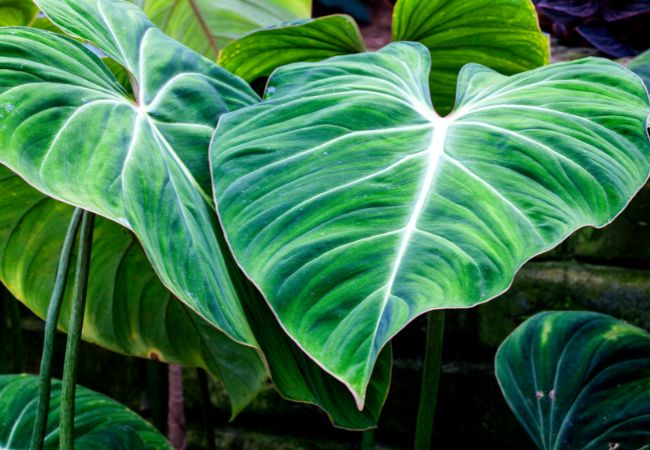 fastest growing philodendrons