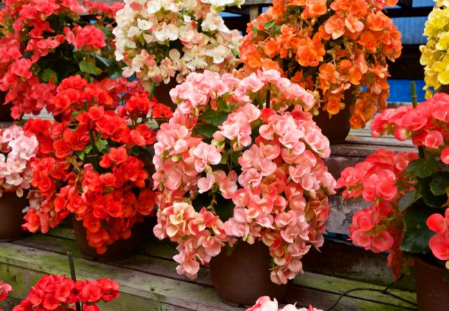 How To Grow Different Types of Begonias