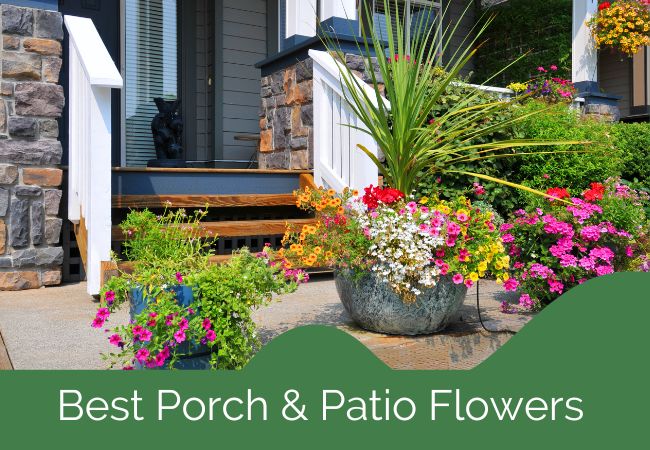 21 Best Porch and Patio Flowers